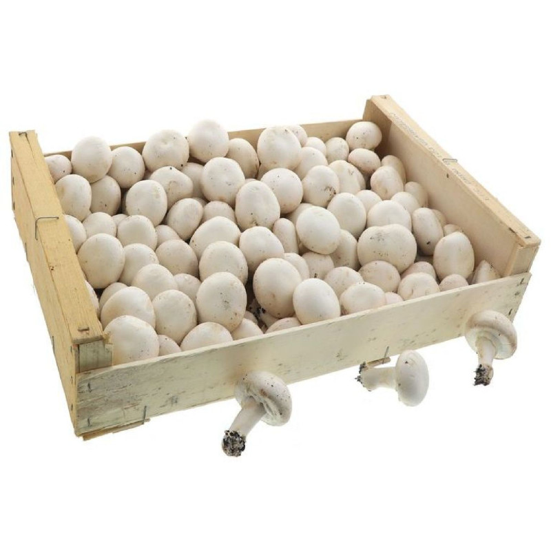 CHAMPIGNON BLANC PIED ENTIER KG